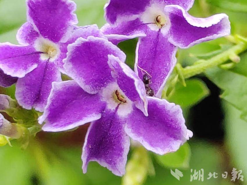菲律宾鼎盛集团
